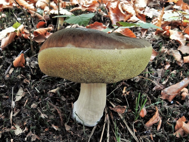 hríb smrekový Boletus edulis Bull.