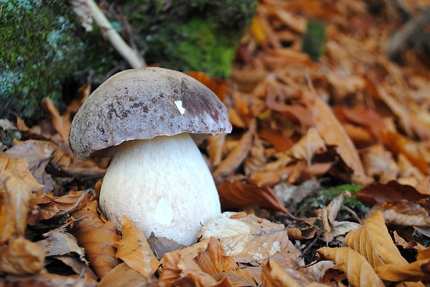 hríb sosnový Boletus pinophilus Pil. et Dermek in Pil.