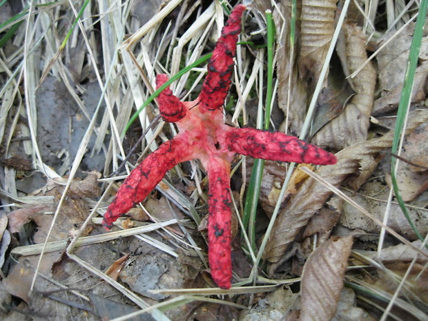 mrežovka kvetovitá Clathrus archeri (Berk.) Dring