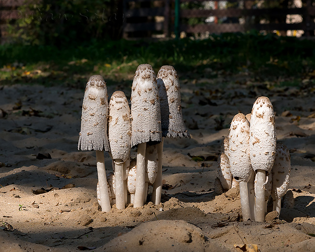 hnojník obyčajný Coprinus comatus (O.F. Müll.) Pers.