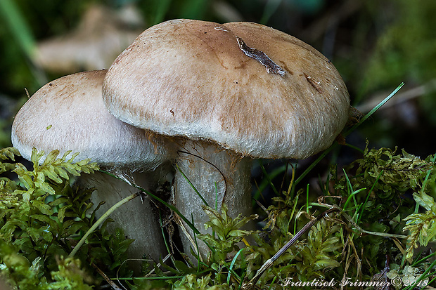 pavučinovec Cortinarius sp.