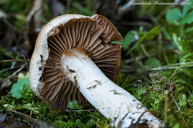 pavučinovec Cortinarius sp.