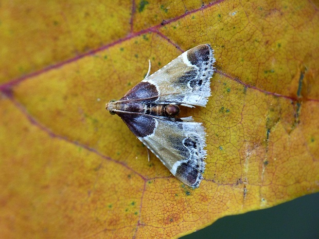 vijačka domová Pyralis farinalis