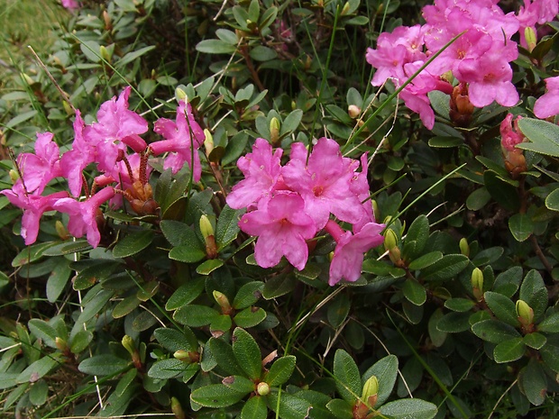 Rhododendron kotschyi SIMK