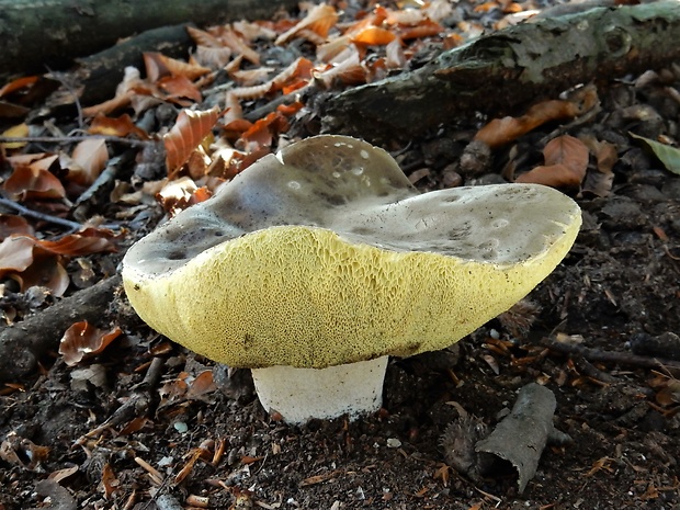 hríb smrekový Boletus edulis Bull.