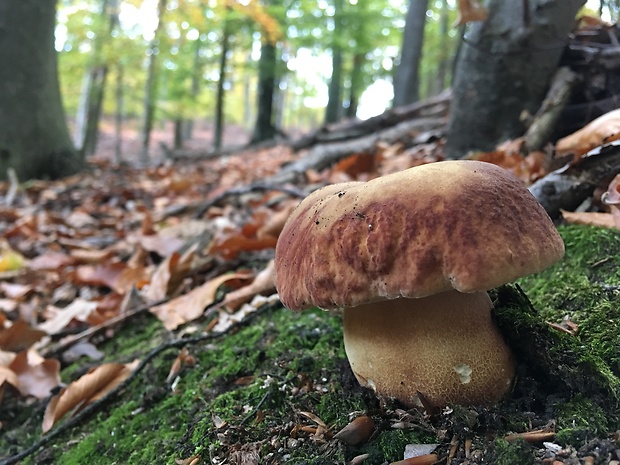 hríb sosnový Boletus pinophilus Pil. et Dermek in Pil.