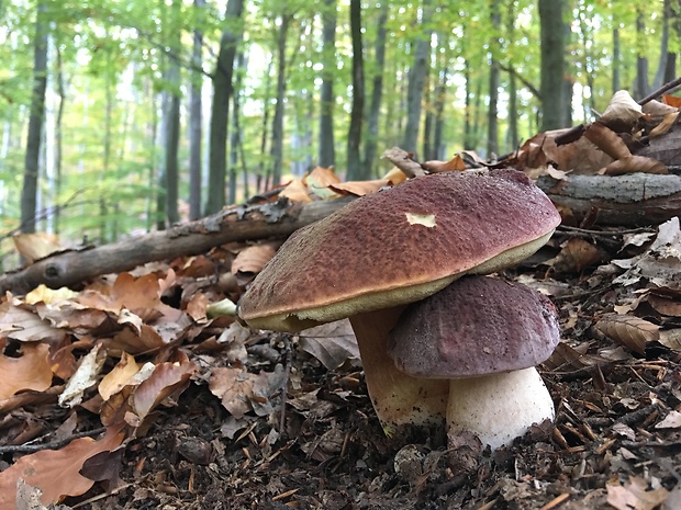 hríb sosnový Boletus pinophilus Pil. et Dermek in Pil.