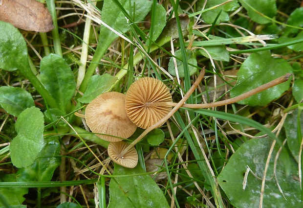 kapucňovec Conocybe sp.