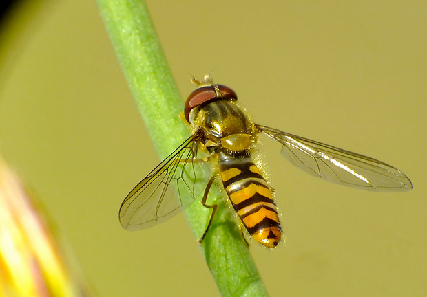 pestrica pruhovaná Episyrphus balteatus