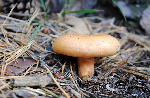 rýdzik Lactarius sp.