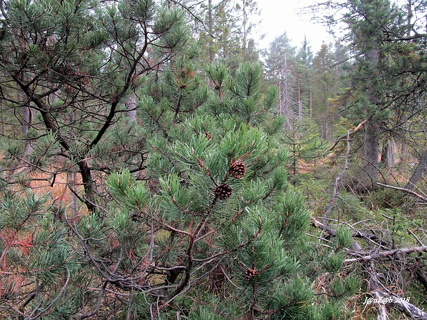 borovica Pinus mugo sp.