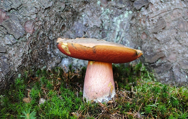 hríb zrnitohlúbikový Sutorius luridiformis (Rostk.) G. Wu & Zhu L. Yang