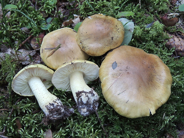 čírovka Joachimova Tricholoma joachimii Bon & A. Riva