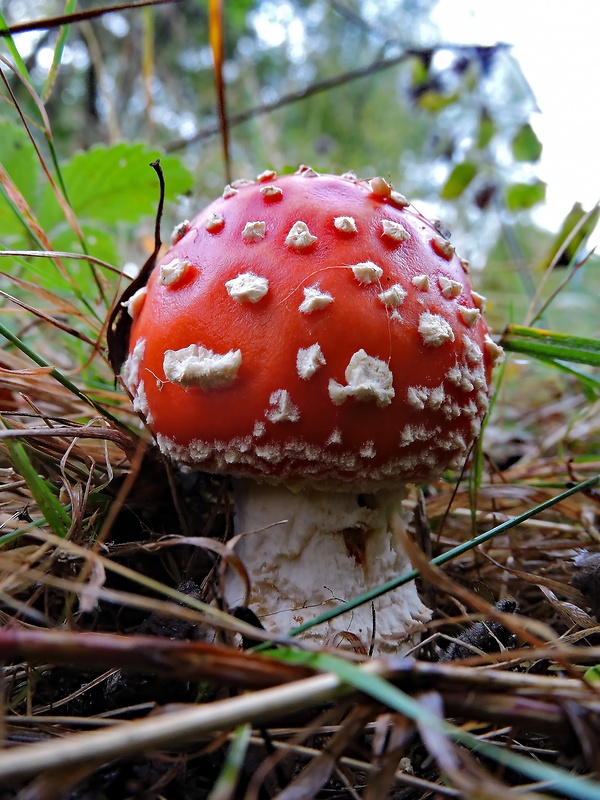 muchotrávka červená Amanita muscaria (L.) Lam.