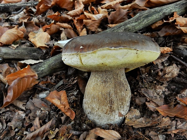 hríb smrekový Boletus edulis Bull.