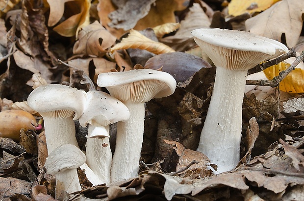 strmuľka inovaťová Clitocybe nebularis (Batsch) P. Kumm.