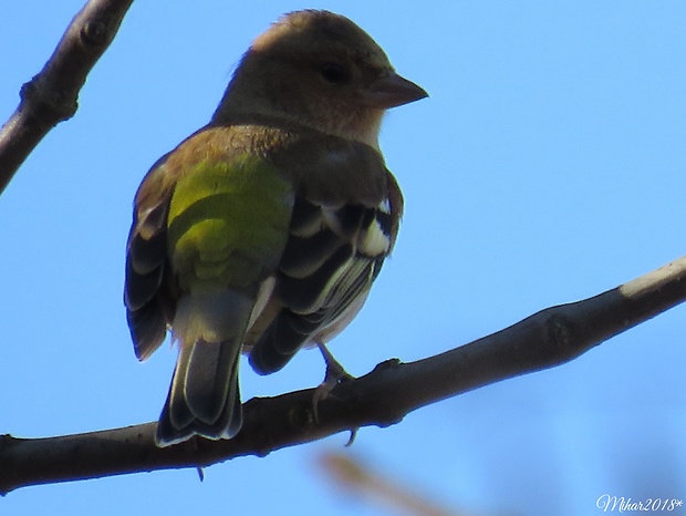 pinka lesná  Fringilla coelebs