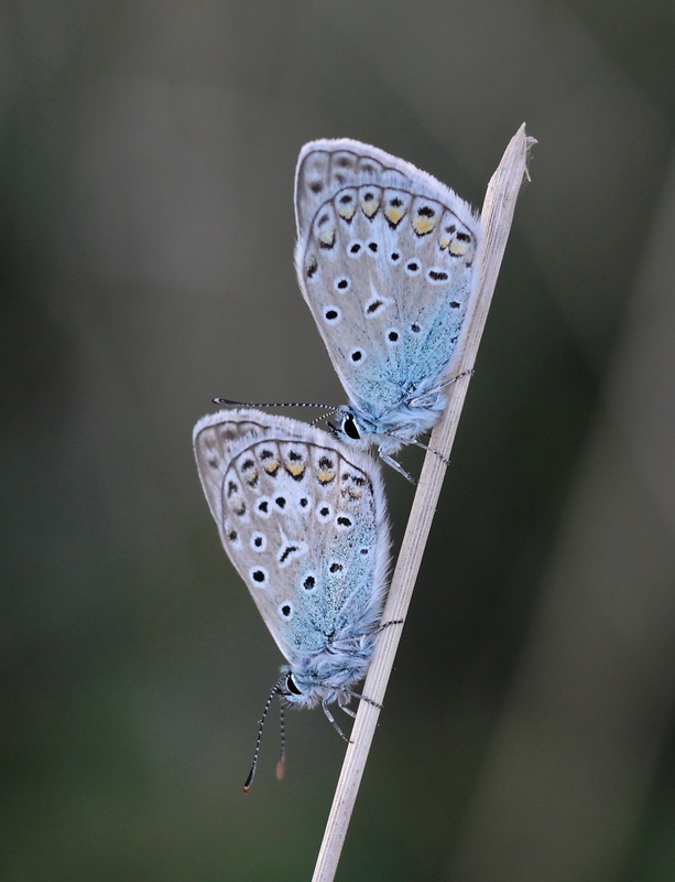 modráčik obyčajný  Polyommatus icarus