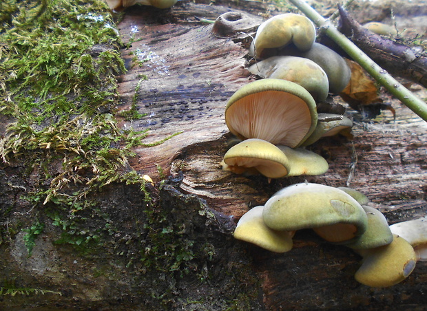 pňovka neskorá Sarcomyxa serotina (Pers.) P. Karst.