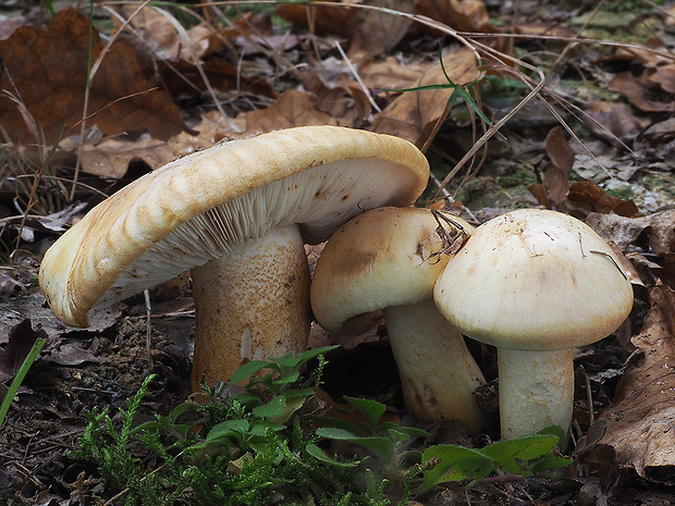 čírovka horká Tricholoma acerbum (Bull.) Vent.