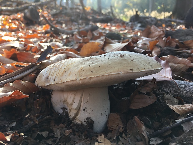 hríb smrekový Boletus edulis Bull.