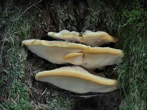 belák horský Climacocystis borealis (Fr.) Kotl. & Pouzar