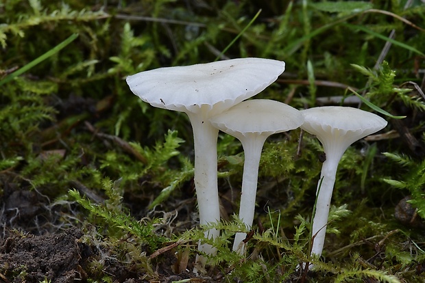 lúčnica snehobiela Cuphophyllus virgineus (Wulfen) Kovalenko