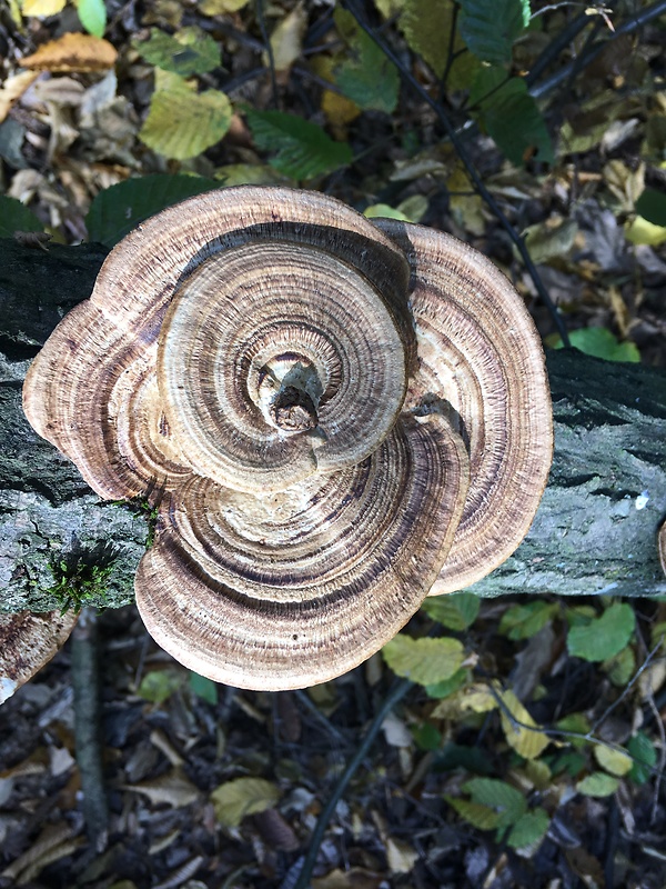 sieťkovček červenkastý Daedaleopsis confragosa (Bolton) J. Schröt.