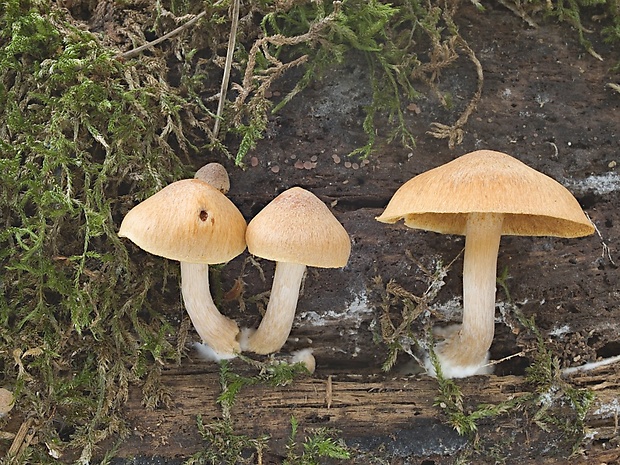 šupinovec nevoňavý Gymnopilus penetrans (Fr.) Murrill