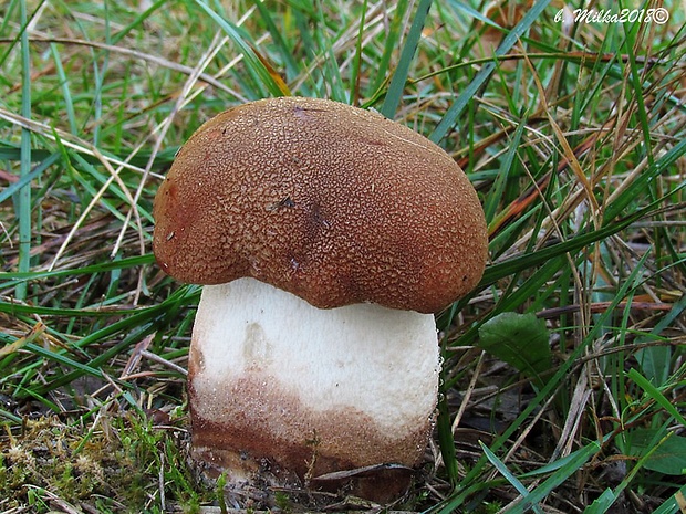 kozák dubový Leccinum aurantiacum (Bull.) Gray