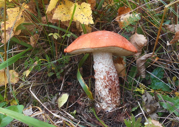 kozák dubový Leccinum aurantiacum (Bull.) Gray