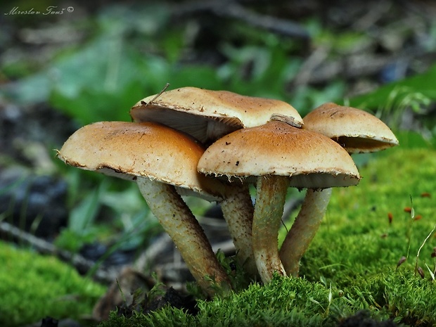 šupinovka spálenisková Pholiota highlandensis (Peck) Quadr. & Lunghini