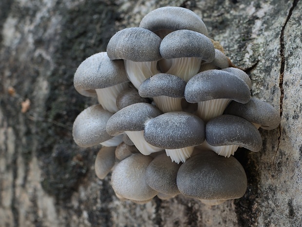 hliva ustricovitá modrastá Pleurotus columbinus Quél.