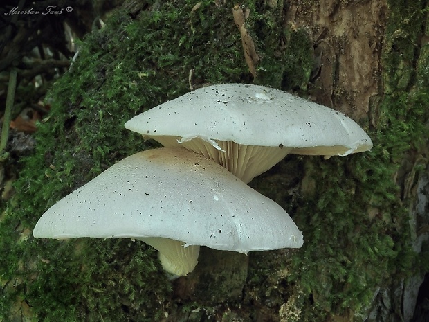 hliva dubová Pleurotus dryinus (Pers.) P. Kumm.