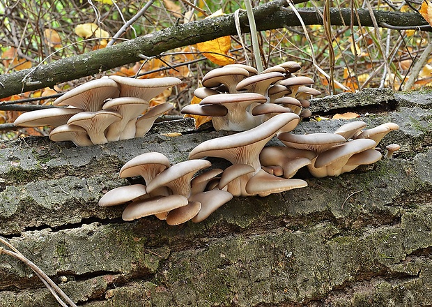 hliva ustricovitá Pleurotus ostreatus (Jacq.) P. Kumm.