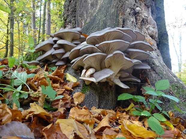 hliva ustricovitá Pleurotus ostreatus (Jacq.) P. Kumm.