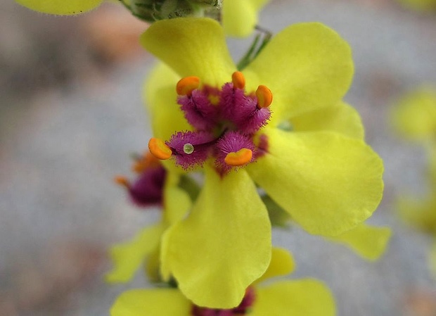 divozel čierny Verbascum nigrum L.