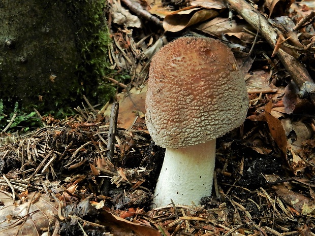 muchotrávka červenkastá Amanita rubescens Pers.