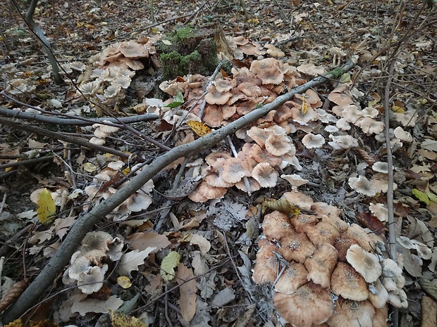 podpňovka obyčajná Armillaria mellea (Vahl) P. Kumm.