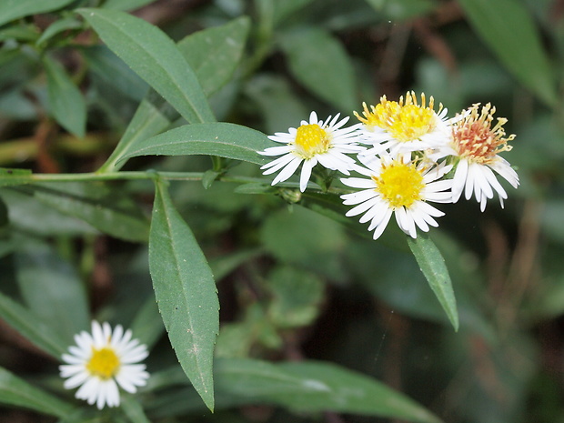 astra kopijovitolistá Aster lanceolatus Willd.