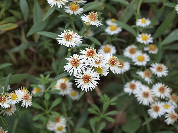 astra kopijovitolistá Aster lanceolatus Willd.