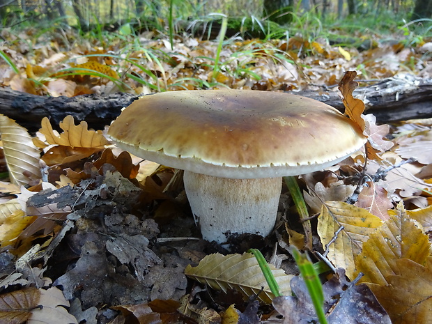 hríb smrekový Boletus edulis Bull.