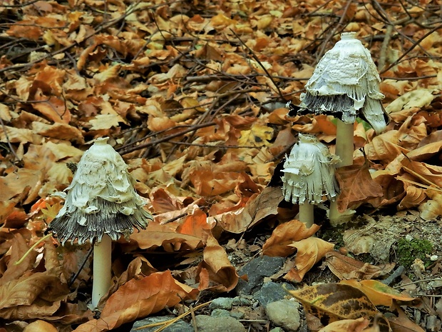 hnojník obyčajný Coprinus comatus (O.F. Müll.) Pers.