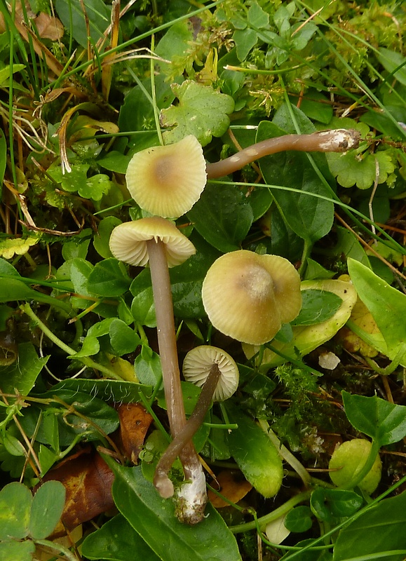 hodvábnica voňavá Entoloma pleopodium (Bull.) Noordel.