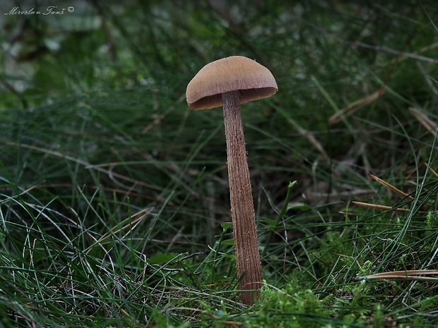 lakovka veľká Laccaria proxima (Boud.) Pat.