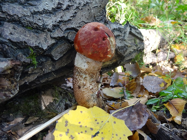 kozák dubový Leccinum aurantiacum (Bull.) Gray