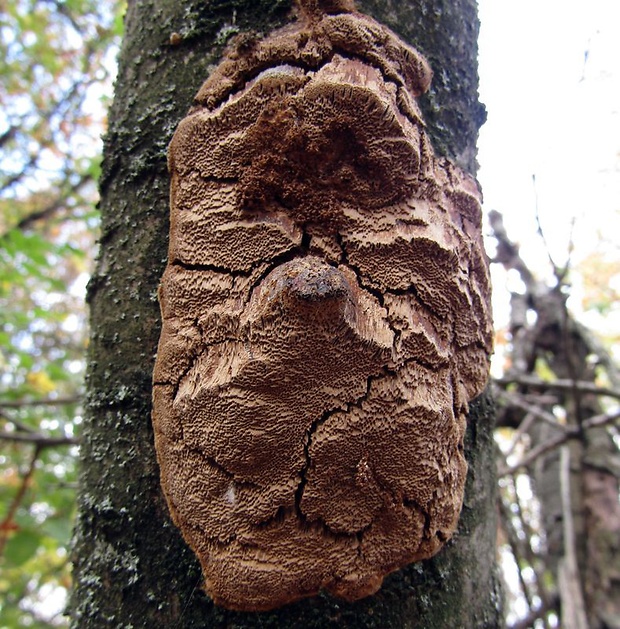 ohňovec Phellinus sp.