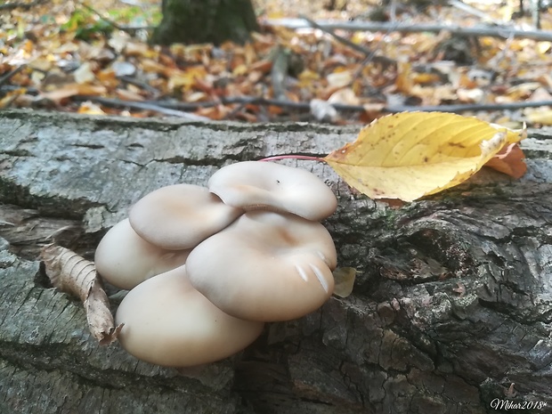 hliva ustricovitá Pleurotus ostreatus (Jacq.) P. Kumm.