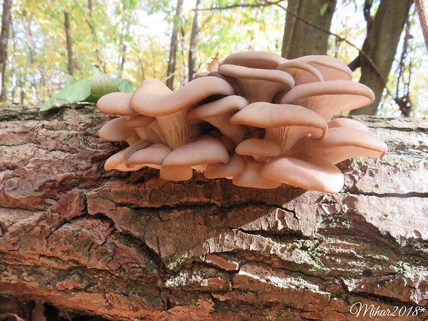 hliva ustricovitá Pleurotus ostreatus (Jacq.) P. Kumm.