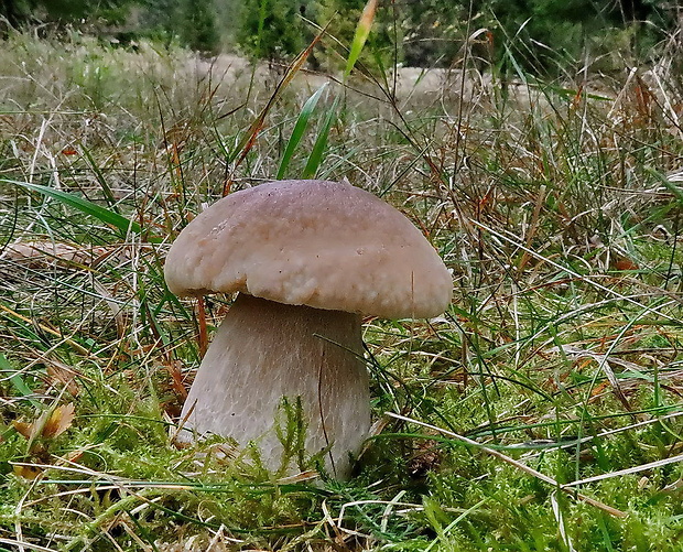 hríb smrekový Boletus edulis Bull.